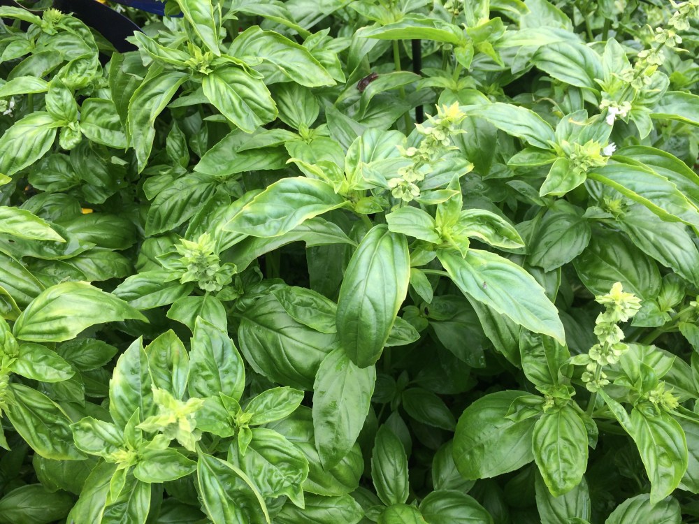 fresh basil basil